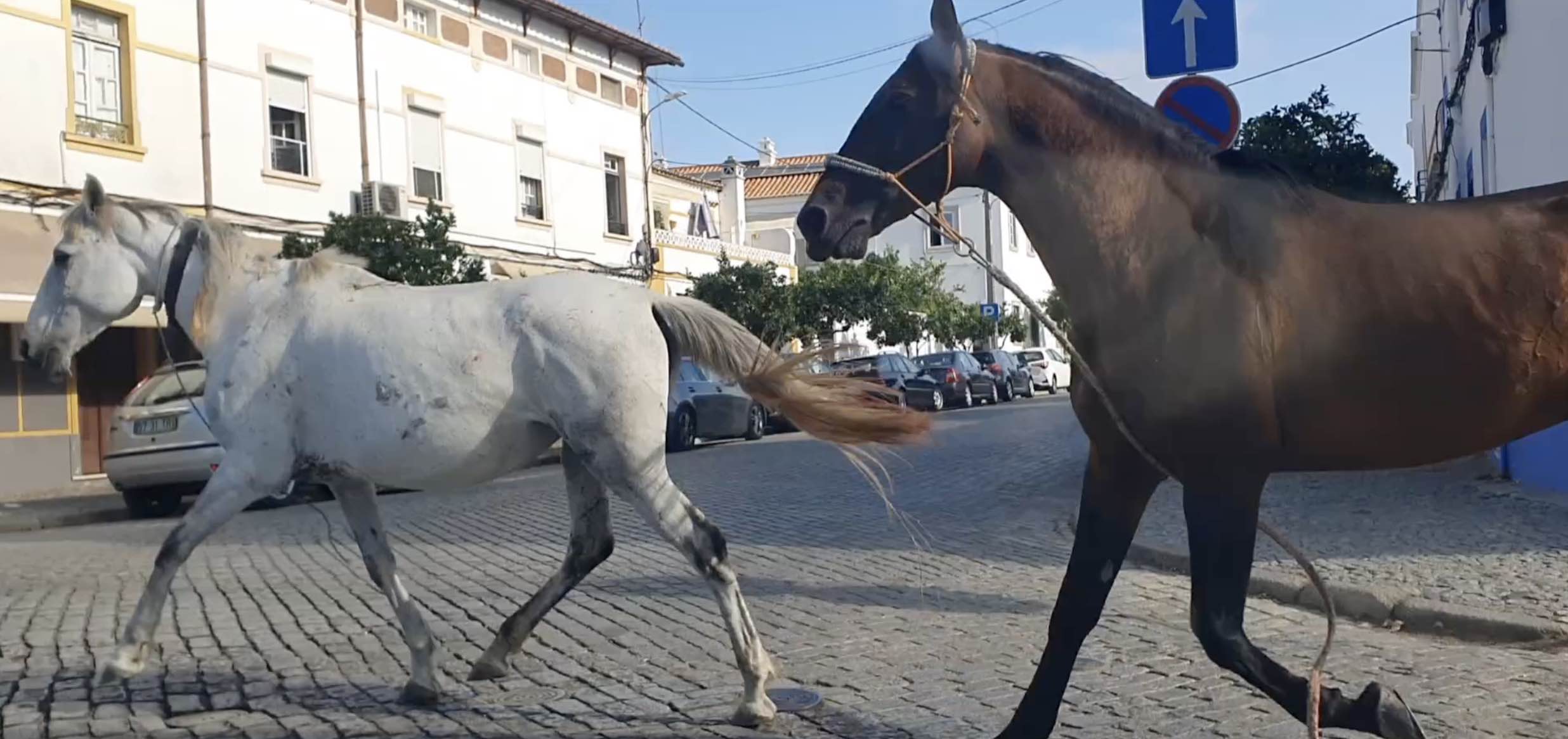 Saiba como são transportados os cavalos para os Jogos